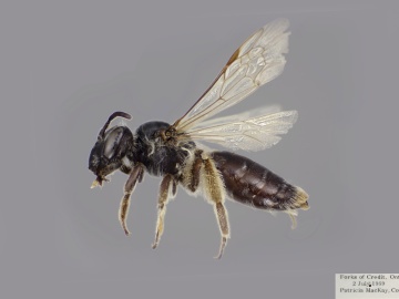 [Andrena cressonii female thumbnail]